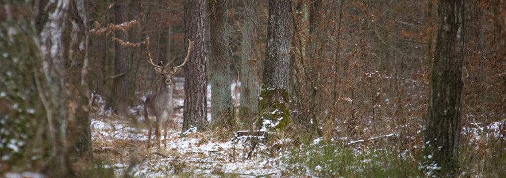 fallow deer in the forest
