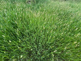 Alopecurus myosuroides grass in bloom. Close-up. It is also known as slender meadow foxtail, black-grass, twitch grass, fine fescue foxtail and black twitch. Annual grass native to Eurasia.

