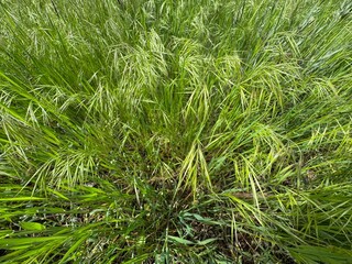 Closeup of flowering barren brome grass, selective focus - Bromus sterilis. Bromus sterilis is an...