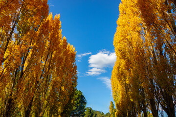 This place is absolutely beautiful during autumn, when the golden poplar trees are at their peak....