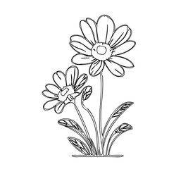 Daisy duo delicate drawing showcasing simplicity and natural aesthetics art