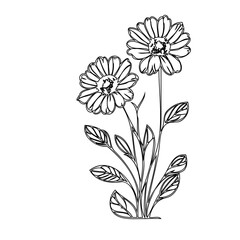 Elegant floral illustration of daisies with stylized details and clean lines