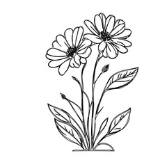 Elegant daisy floral sketch, artistic botanical illustration on clean white background