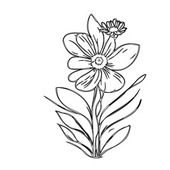 Delicate floral outline with minimalist rendering offering a botanical essence