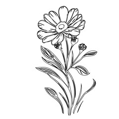 Elegant monochrome botanical illustration featuring a blooming daisy with buds