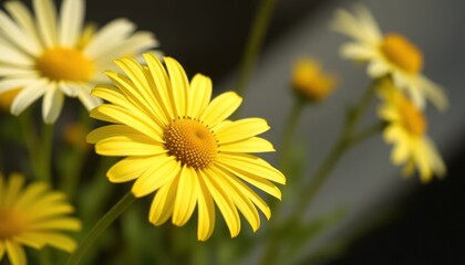Obraz premium Bright yellow daisy close-up