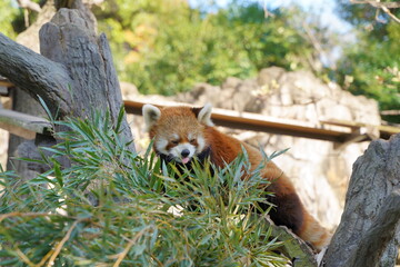 動物園のレッサーパンダ、レッドパンダ