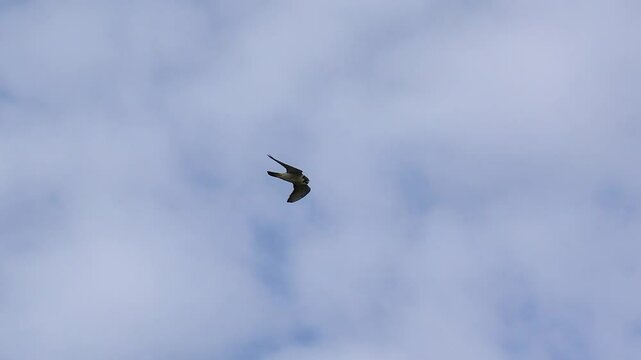 Peregrine falcon in flight, Yakutia, Russia