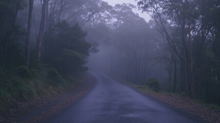 A foggy road winds through a dense and misty forest landscape