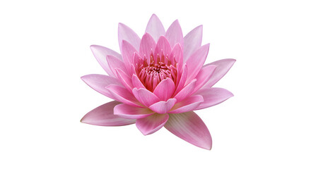 Pink water lily isolated on PNG background.
