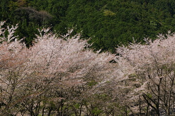 cherry blossoms