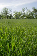 Agricultural Landscape: Vibrant Green Crop Stretching to the Horizon