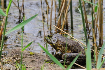 ウシガエル