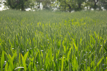 Young Green Wheat in Early Summer Growing in a Field | Lush Green Wheat Crop
