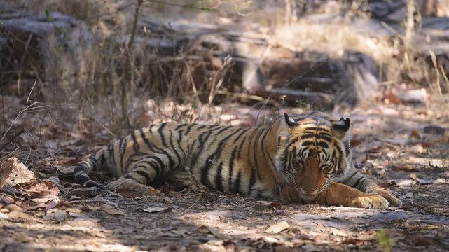 full shot of wild male bengal tiger or panthera tigris resting or sleeping in shade of tree in hot weather condition summer season safari at ranthambore national park forest reserve rajasthan india