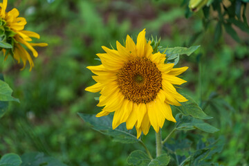 夏の日差しに輝くひまわりの花