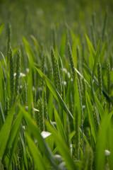 Young Wheat Spikes in Spring Sunlight | Detail of a Vibrant Green Grain Crop