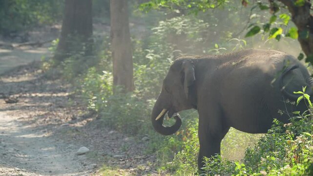 full shot of aggressive wild male young tusker asian elephant or Elephas maximus taking mud bath to cool down protect sensitive skin from sun and insects jim corbett national park uttarakhand india