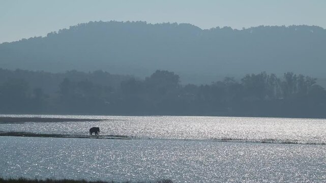 Wide shot of wild asian elephant or Elephas maximus silhouette at shore of ramganga reservoir river flowing water in winter season morning mist dhikala safari jim corbett national park forest india
