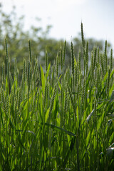 Maturing Green Wheat Field Under Soft Light | Abundant Wheat Crop Readying for Harvest