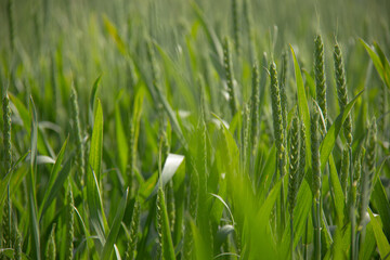 Developing Wheat Crop: A Detailed View | Lush Green Wheat Stalks and Young Ears