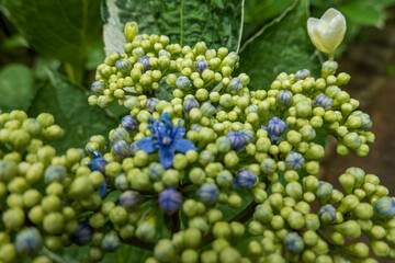 ガクアジサイのつぼみと青い花