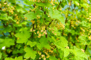 Spring flowering of red currants. Green unripe red currant berries on a bush on a sunny day