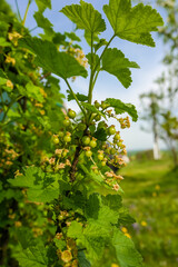 Spring flowering of red currants. Green unripe red currant berries on a bush on a sunny day