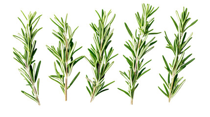 Obraz premium Fresh Rosemary Sprigs Arranged on Transparent Background for Culinary Concepts