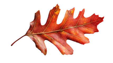 Detailed Red Oak Leaf Macro Shot on Transparent Background