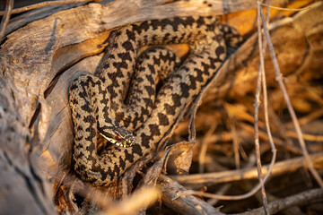 
Common European adder (Vipera berus) basking on an abandoned landfill in the Czech Republic. Close-up of a venomous wild snake in natural habitat.