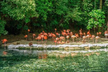 Naklejka premium A flock of flamingos. Zoo in Santo Domingo.