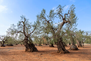 Olive trees in olive groves in Apulia, Italy with thousand-year-old olive trees with their twisted...