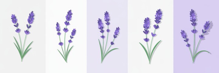 Collection of lavender flower illustrations