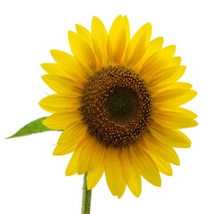 Fototapeta premium Sun flower on transparent background in the additional png file. Greeting cards and holiday wishes