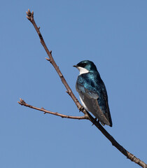 Tree Swallow