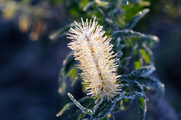 Obraz premium Botanica en el foco- Botany in focus