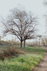 Botanica en el foco- Botany in focus