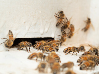 Bees in a beehive on a natural farm