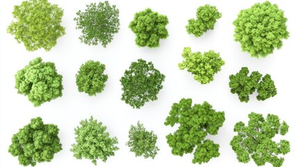 Aerial view of various treetops, isolated on white background, for landscape design (1)