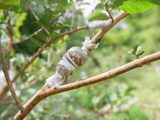 grafting technique for plants by peeling the bark of the tree trunk then adding soil and wrapping it in plastic