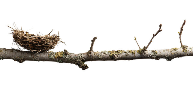 Empty Bird Nest on Branch Isolated on White Background for Wildlife Concepts and Design Projects