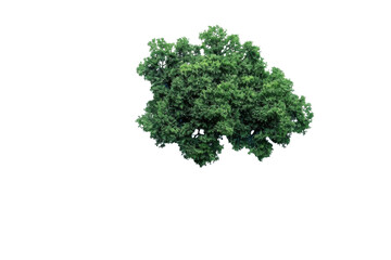 Obraz premium Top view green tree canopy PNG, isolated deciduous foliage crown on white background for landscaping and map design