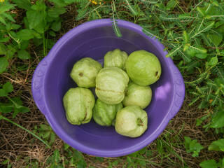 Crystal guava in Indonesian is called jambu kristal . a type of guava but has few seeds