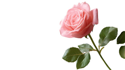 Fototapeta premium Vibrant Pink Rose Flower with Leaf and Stem Isolated on White Background
