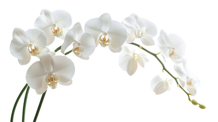 Elegant White Orchid Flower on Pure White Background