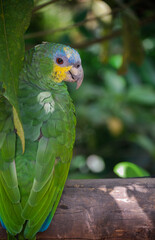 Green parrot standing on branch