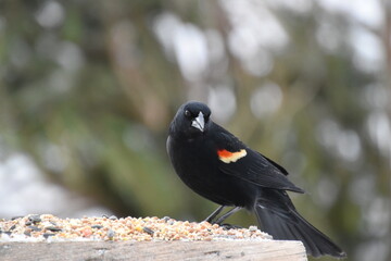 A blackbird at the feeder, Sainte-Apolline, Québec, Canada