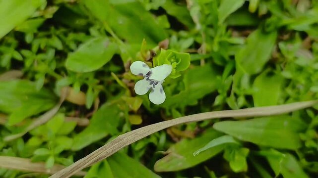 Close-Up of Flower, Grass, and Leaf in Natural Light