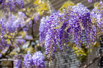 Obraz premium Selective focus of purple flowers Wisteria sinensis or Blue rain, Chinese wisteria is species of flowering plant in the pea family, Its twisting stems and masses of scented flowers in hanging racemes.